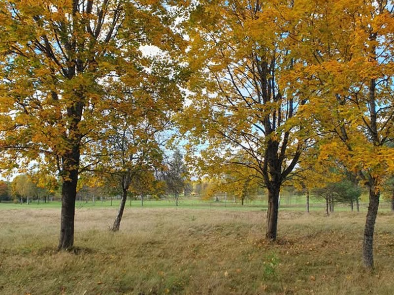 Höstkampanj